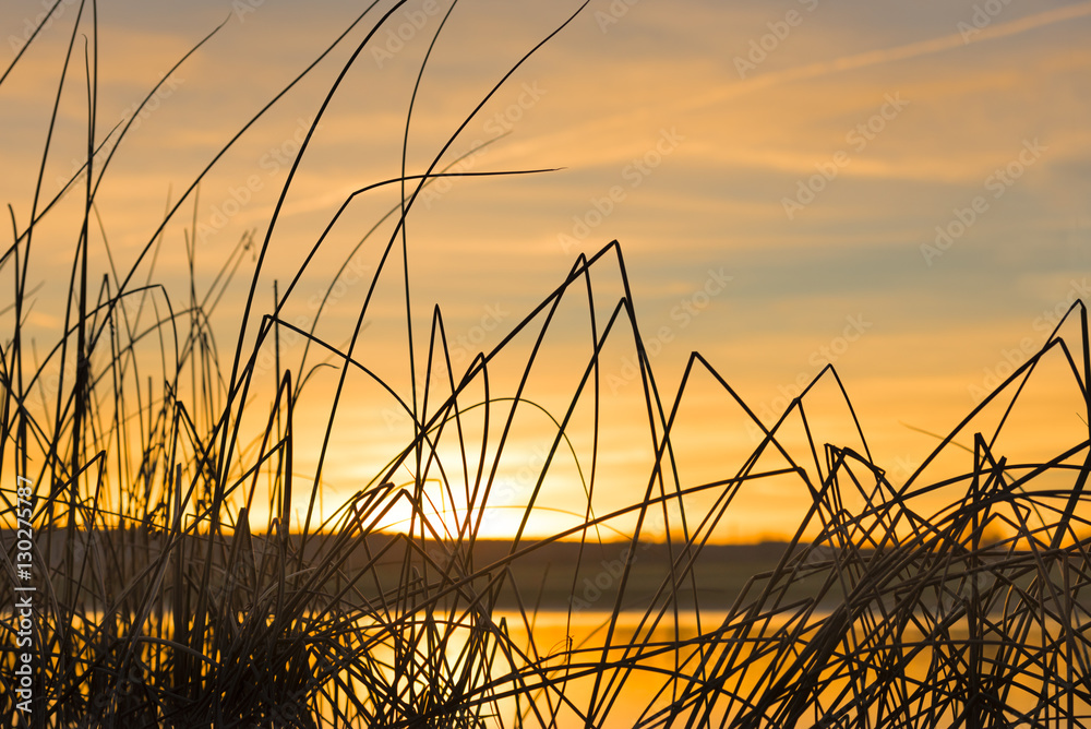 Grasses in the sunrise