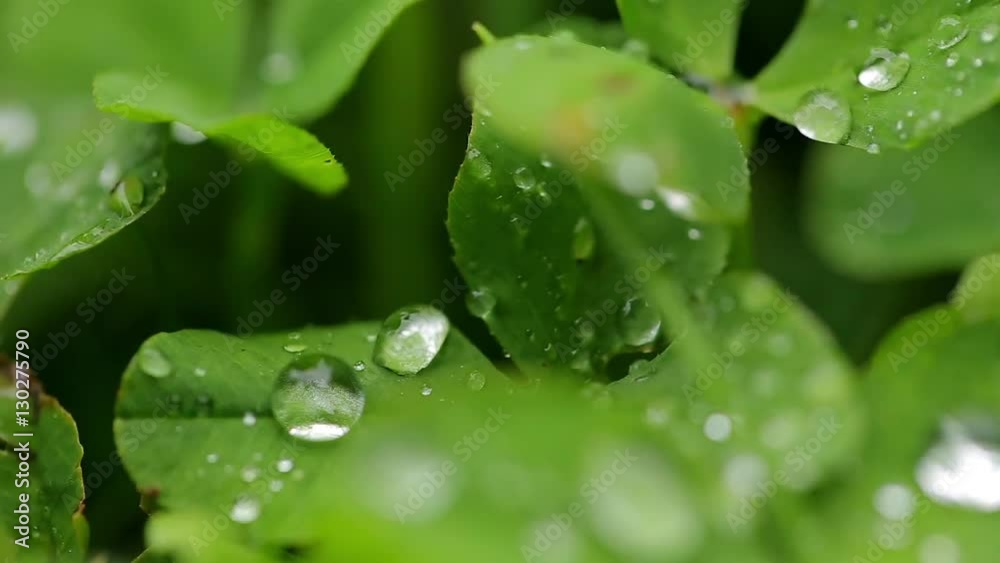 Dew on the leaves of clover. Close-up macro with focusing.