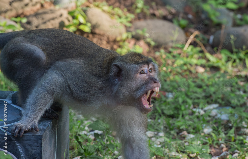 Cynomolgus monkeys disturbed and shows his fangs to his enemy (Indonesia)