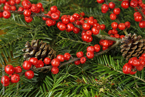 wild rose fruits, cones and fir tree. christmas background