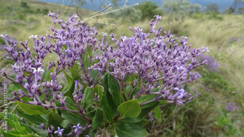 violet flower