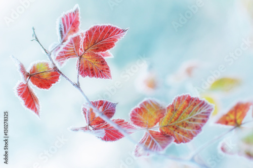 The frost on the leaves. - shallow DOF