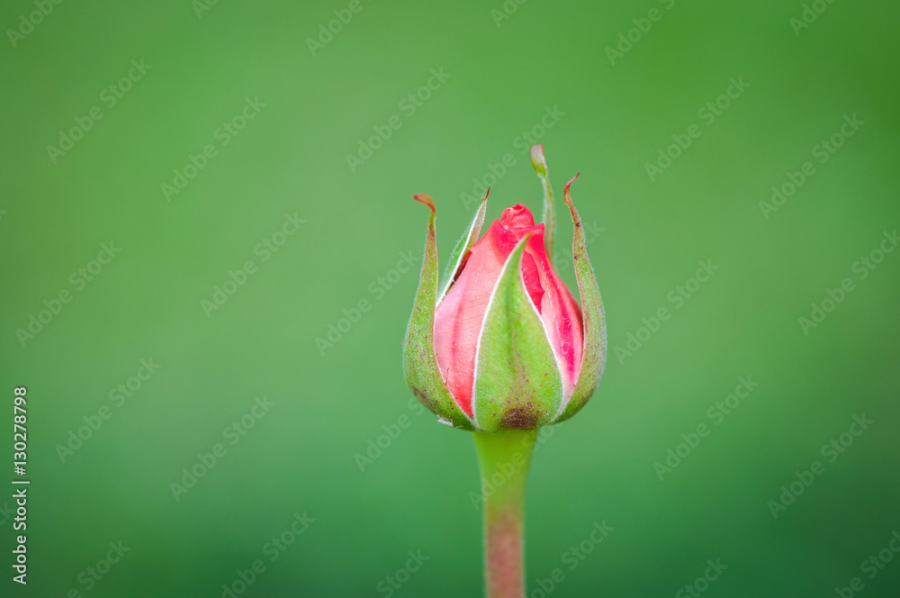 Pink rose before blooming on a green background. Close up image