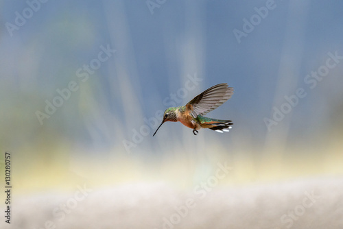 Rufous Hummingbird © Tom