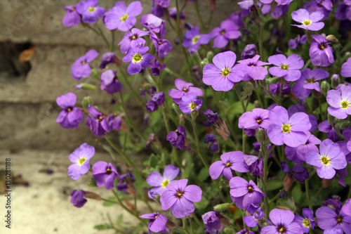 Violet flowers