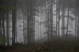Misty woods with thick fog and trees silhouettes. Slovakia