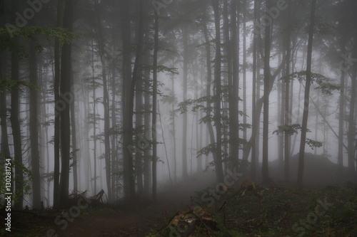 Misty woods with thick fog and trees silhouettes. Slovakia © Valeria