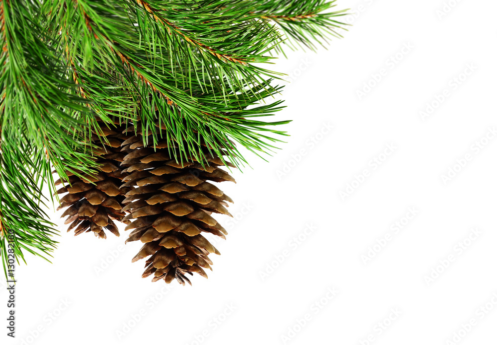 Obraz premium Christmas tree branches and cones