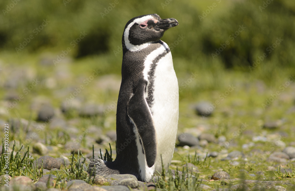 Naklejka premium Penguin of Magellan.