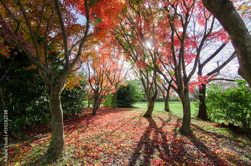 Maple trees in Autumn season.Japan