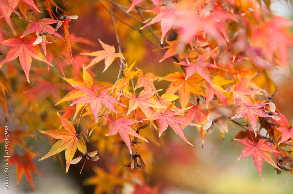 Maple trees in Autumn season.Japan Maple trees in Autumn season.Japan