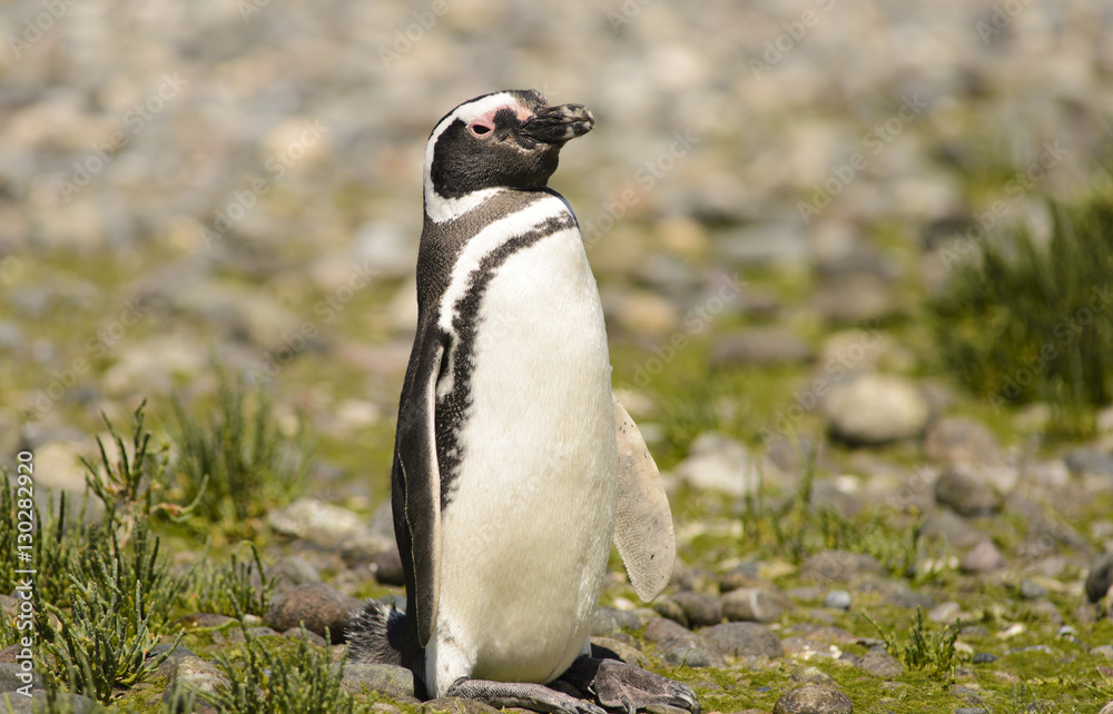 Fototapeta premium Penguin of Magellan. 