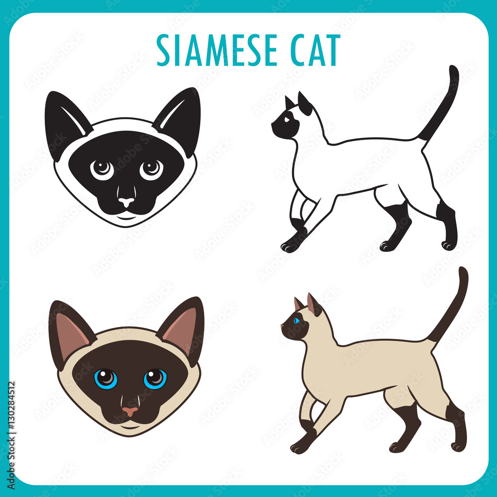 Siamese Cat Set. Face And Body. Vector On A White Background. Siamese Cat Vector Illustration. Siamese Cat Personality. Siamese Cat Breed. Siamese Cat Set. Face And Body. Vector On A White Background. Siamese Cat Vector Illustration. Siamese Cat Personality. Siamese Cat Breed.