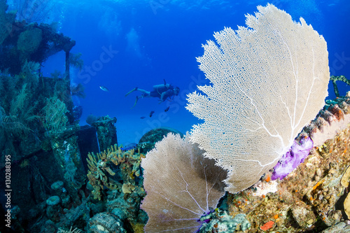 Fotografie SCUBA Divers Swimming Around an Old, Coral Encrusted Shipwreck