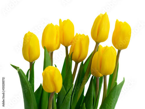 fresh yellow tulips with green leaves close up isolated on white background