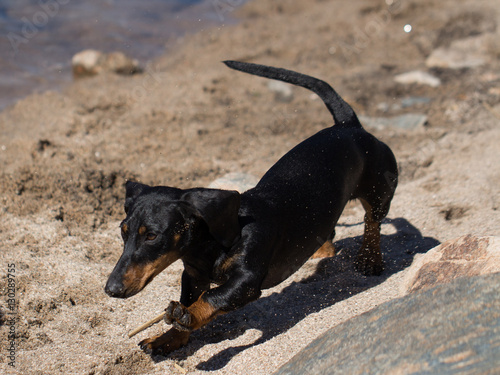 black dachshund running fast © willymona