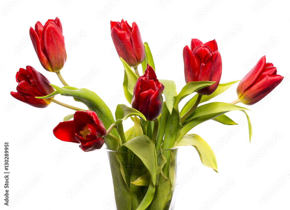 Spring in March, the tulips are in a vase. Isolated on a white background, a different light setting. Spring in March, the tulips are in a vase. Isolated on a white background, a different light setting.