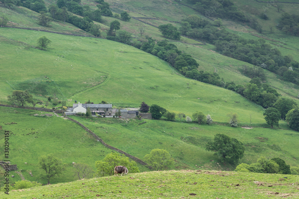 Lake District, England - May 30, 2012: Isolated gray farm building in midst of walled, green meadows on the slope of mountain. Sheep in foreground. Forests and lone trees.