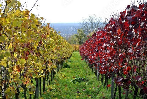 grape wine in autumn