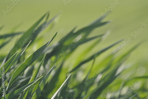 green grass blades