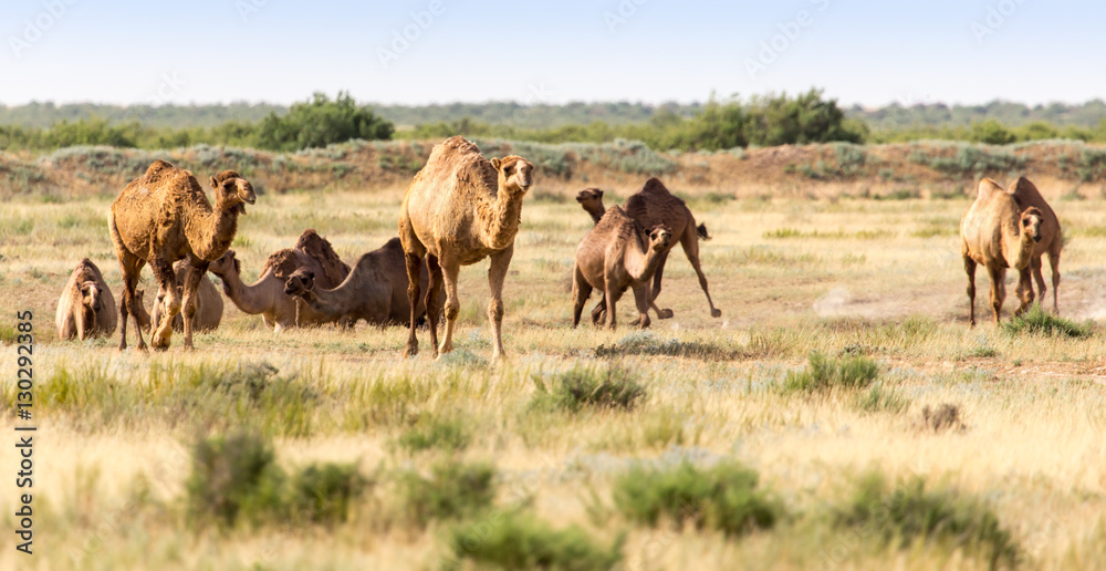 Caravan of camels in the desert Caravan of camels in the desert