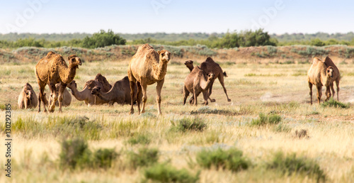 Caravan of camels in the desert