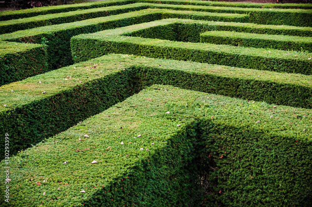 Grass lawn cut into a maze like puzzle pattern