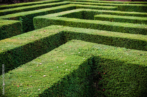 Grass lawn cut into a maze like puzzle pattern