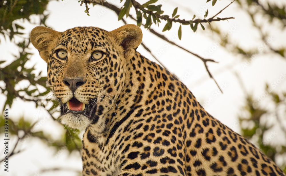 Leopard looking into the distance from a tree he is sitting in in Kenya's Masai Mara National Park Leopard looking into the distance from a tree he is sitting in in Kenya's Masai Mara National Park
