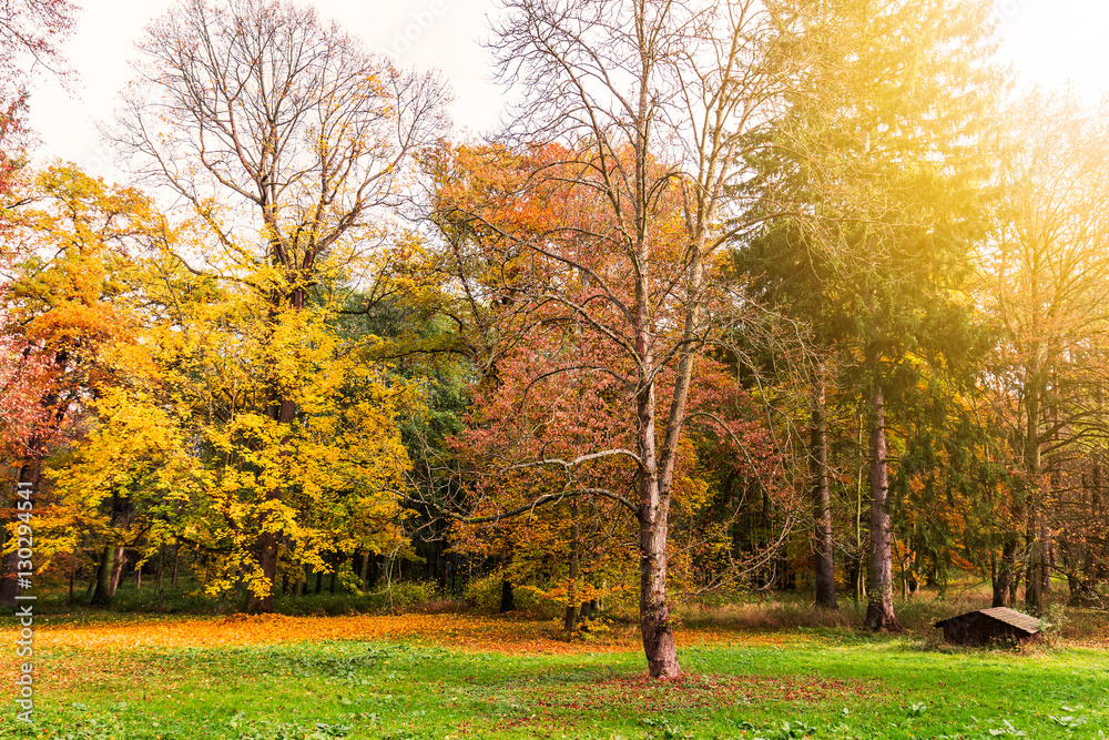 Naklejka premium Autumn. Fall scene. Beautiful Autumnal park. Beauty nature scene. Autumn landscape, Trees and Leaves in Sunlight Rays