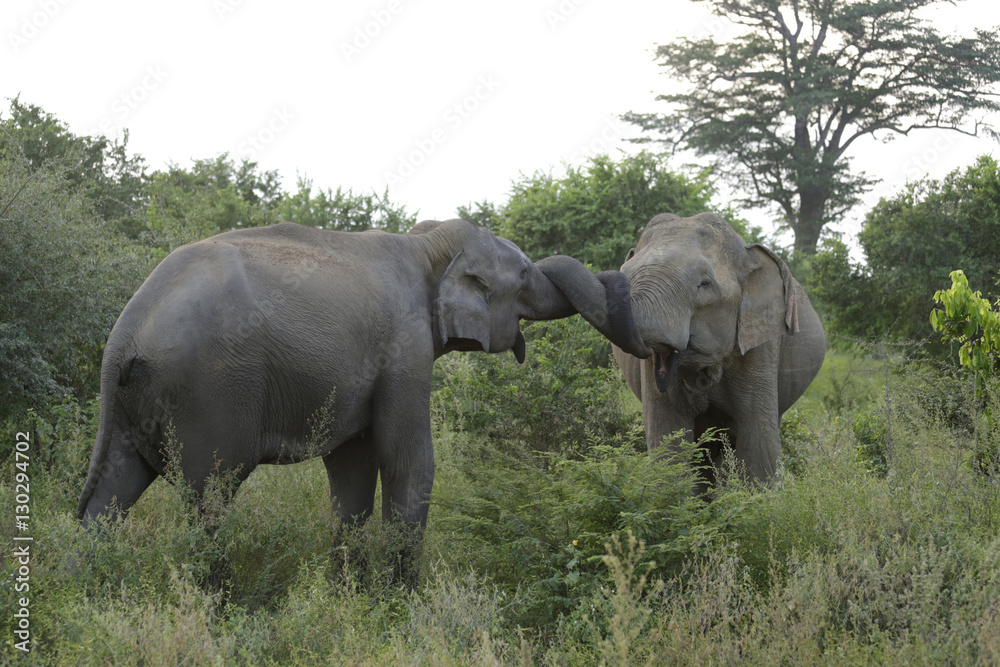 Fototapeta premium Elephant Couple