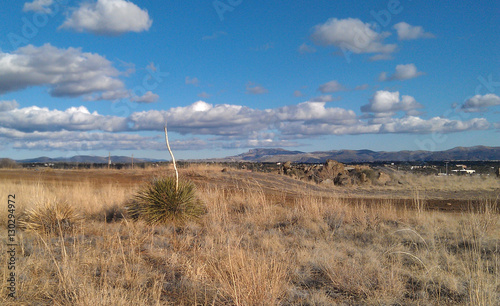 Lone Yucca/Lone yucca plant in the high desert with city inthe background and blue skies and Georgia O'Keefe type clouds