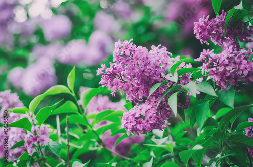 Branch of lilac purple flowers with green leaves, floral natural macro background, soft focus