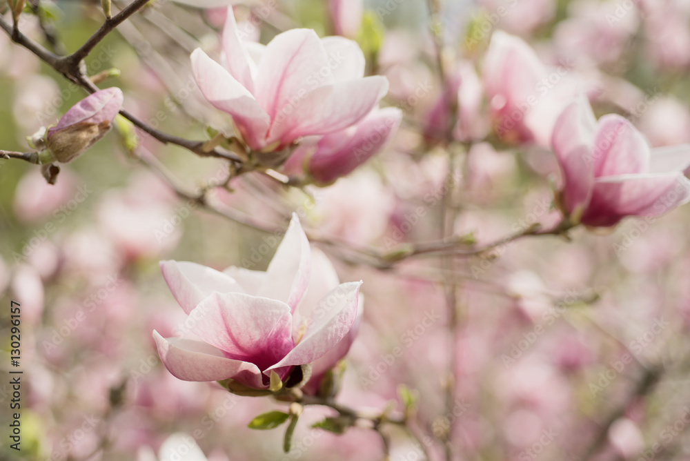 Blossoming of magnolia white flowers in spring time, retro vintage hipster image Blossoming of magnolia white flowers in spring time, retro vintage hipster image