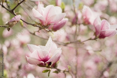 Blossoming of magnolia white flowers in spring time, retro vintage hipster image © Roxana