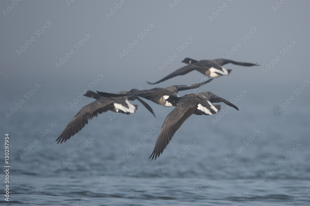 Brent Goose - Fly in the fog. Brent Goose - Fly in the fog.