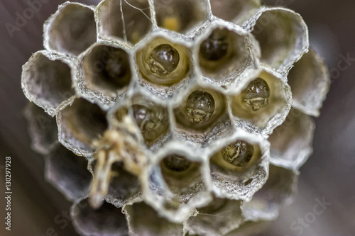 Wasp Nursery