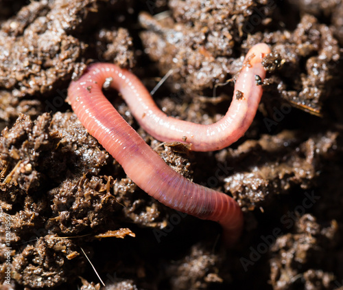 red worms in compost. macro