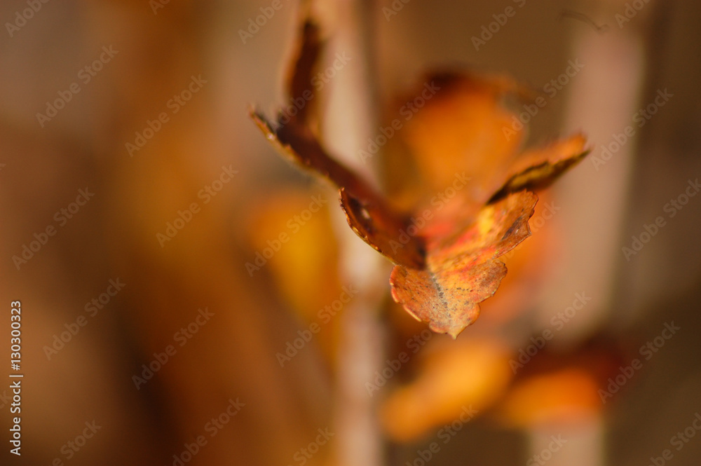 Orange leaf detail with brown background Orange leaf detail with brown background