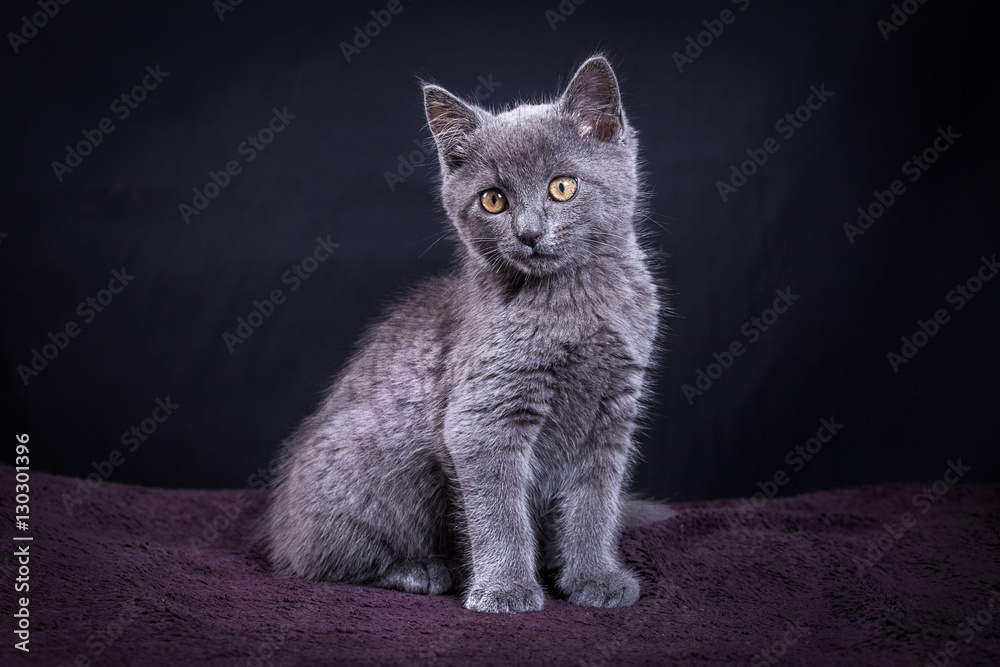Un petit chat gris aux yeux jaunes attendrissant Photos | Adobe Stock