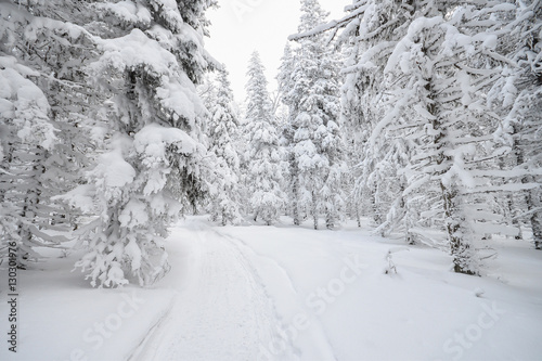 Winter forest covered by white snow with a trampled path