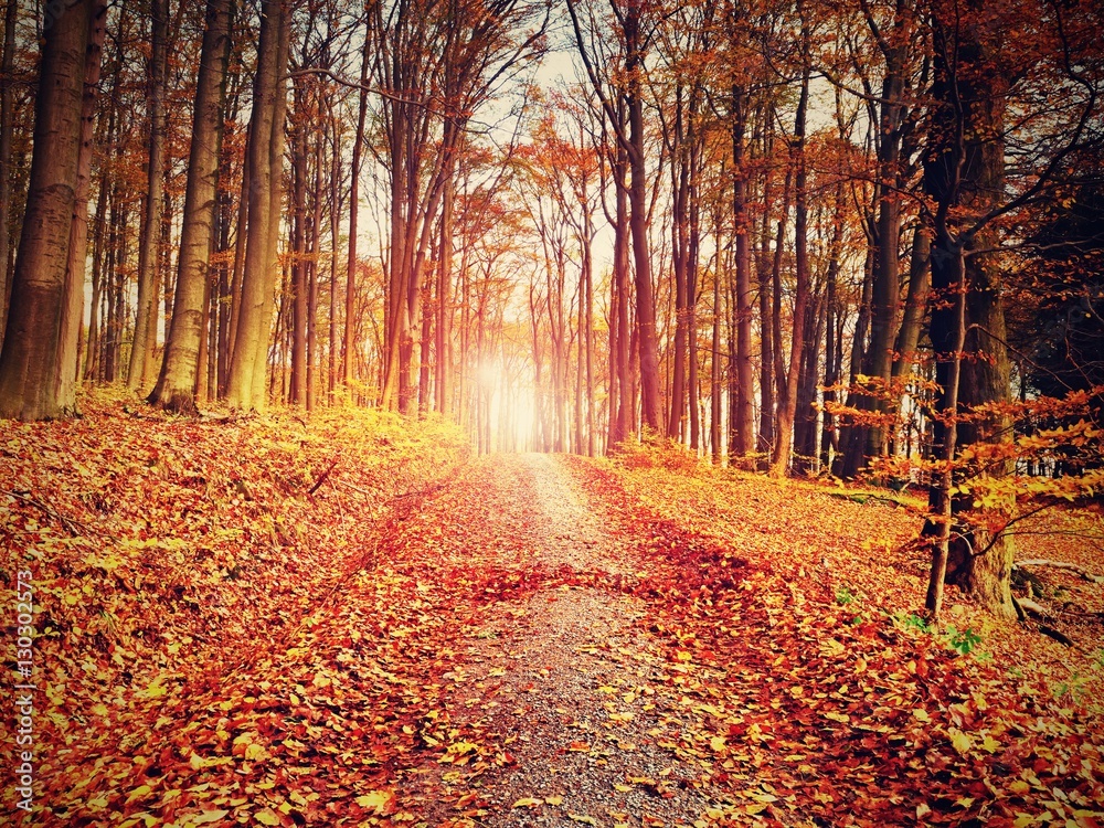 Fototapeta premium Yellow Orange Autumn Forest. Autumn forest with colorful ground