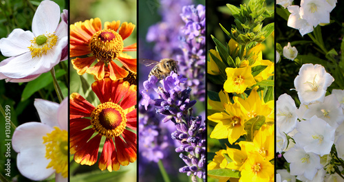 Colorful Flower Collage