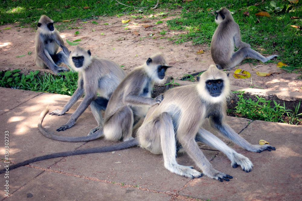Monkeys in Sri Lanka, Hanuman Langur