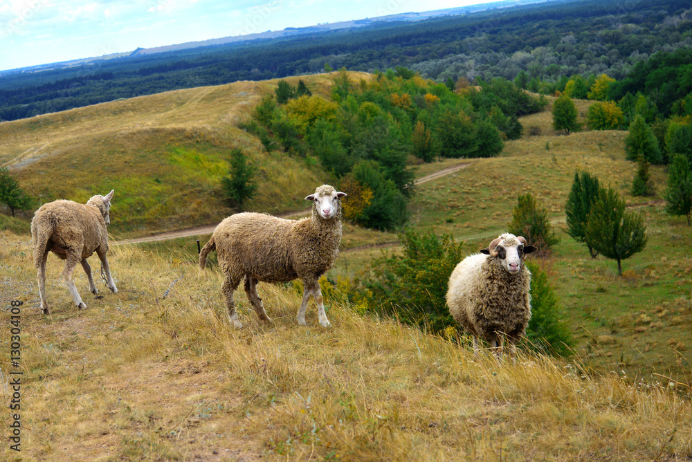 Sheep in the pasture, around the beautiful landscape and nature. Sheep in the pasture, around the beautiful landscape and nature.