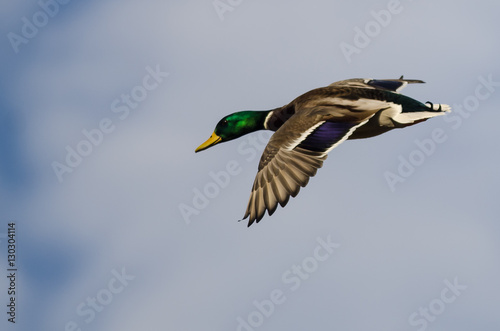 Mallard Duck Flying in a Cloudy Blue Sky