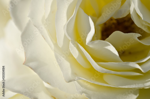 Nature Abstract  Lost in the Gentle Folds of the Delicate White Rose