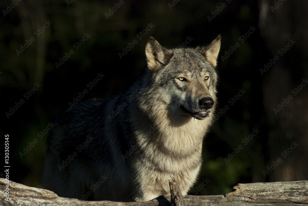 Close Up of a Timber Wolf (also known as a Gray or Grey Wolf) standing in the sun against a dark background