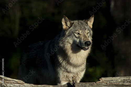 Close Up of a Timber Wolf (also known as a Gray or Grey Wolf) standing in the sun against a dark background