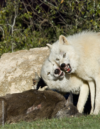 timber wolves fighting over deer